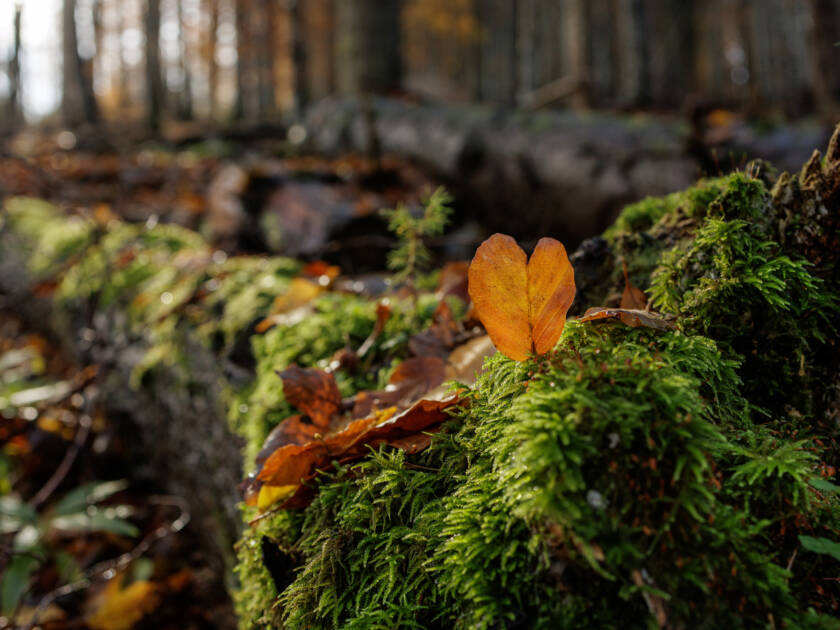 Sydämen muotoinen lehti sammaleella.