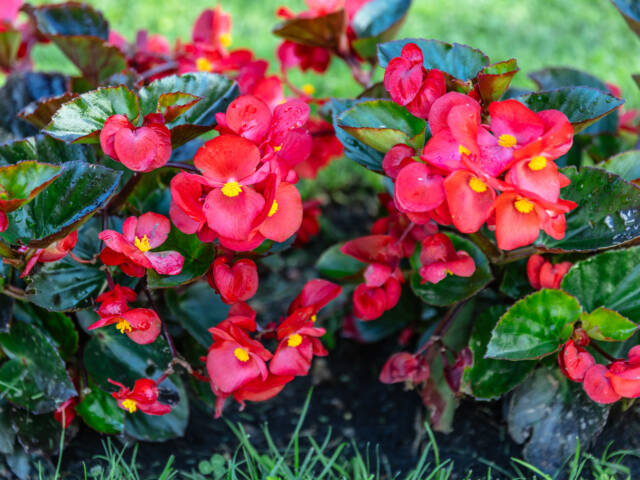 Punainen jättibegonia.