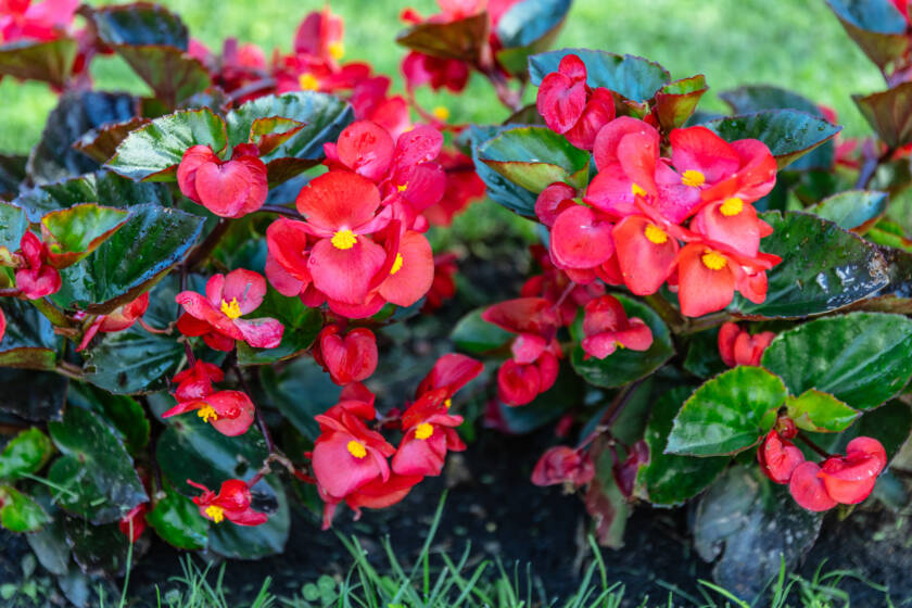 Punainen jättibegonia.