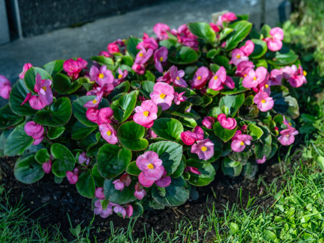 Vaaleanpunainen kesäbegonia.