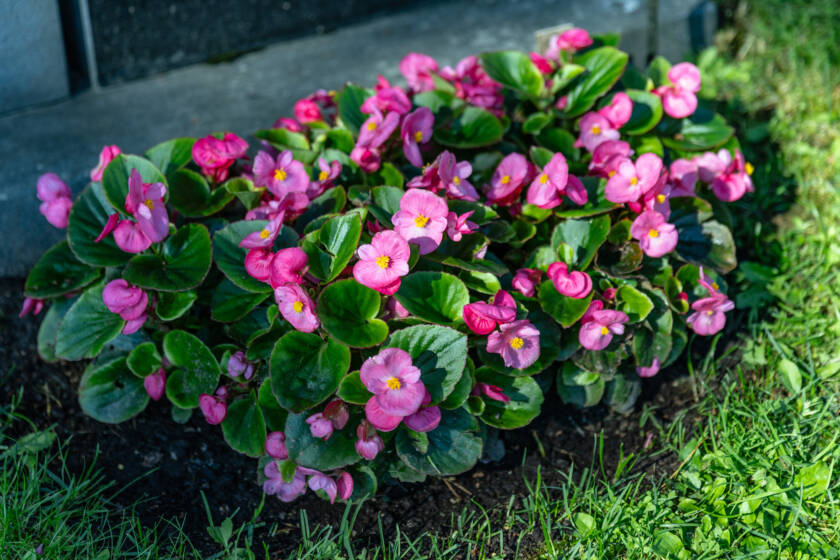 Vaaleanpunainen kesäbegonia.