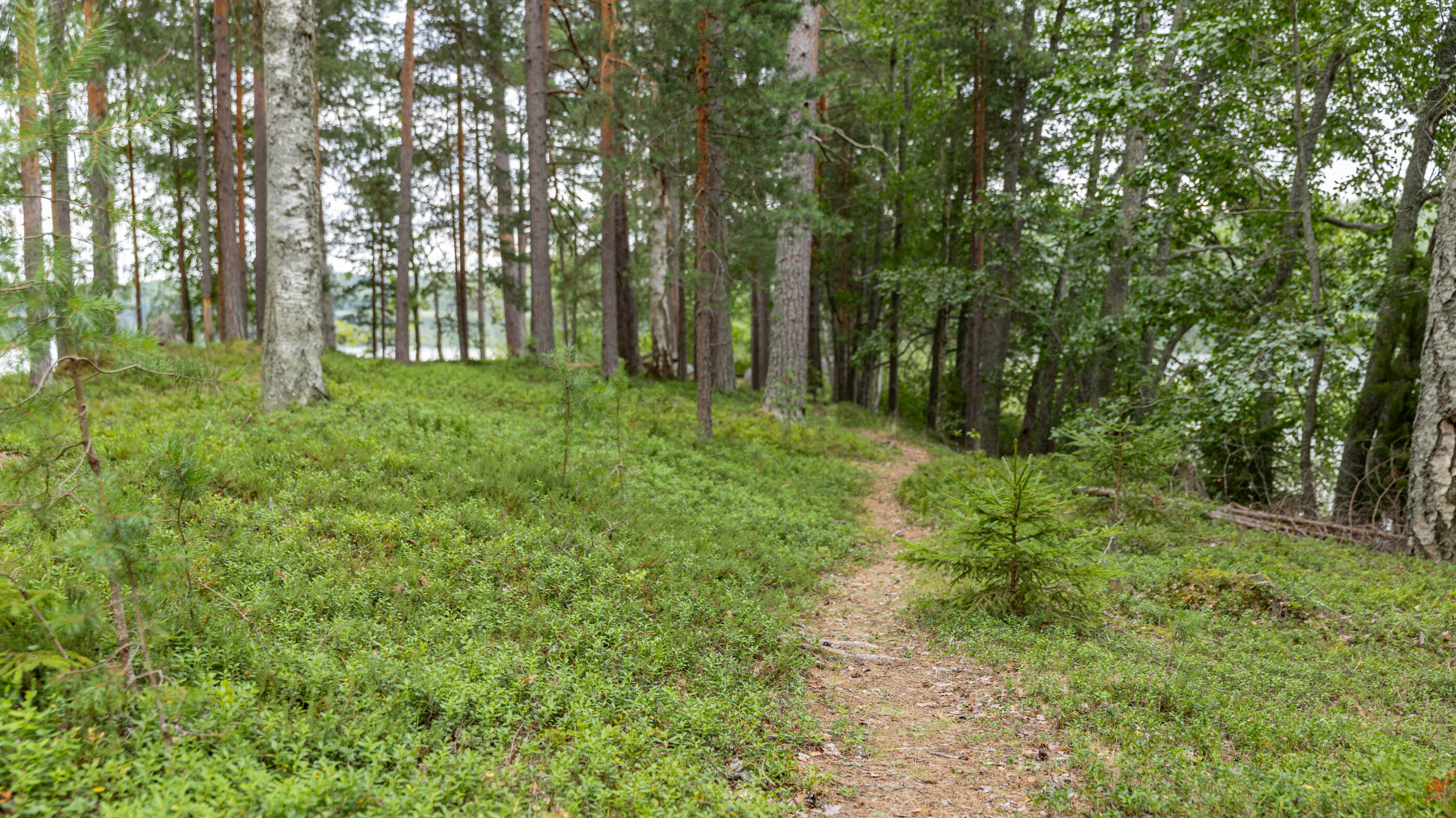 Polku tulipaikalle Lusikkaniemessä.