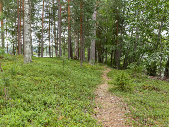 Polku tulipaikalle Lusikkaniemessä.