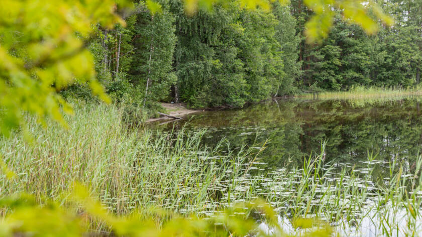 Järvimaisema Lusikkaniemessä.