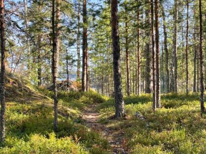 Metsäpolku.