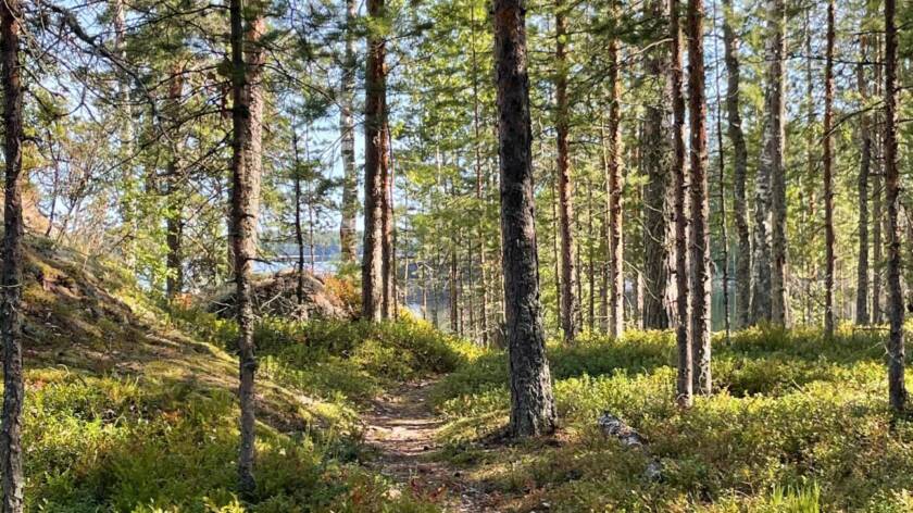 Metsäpolku.