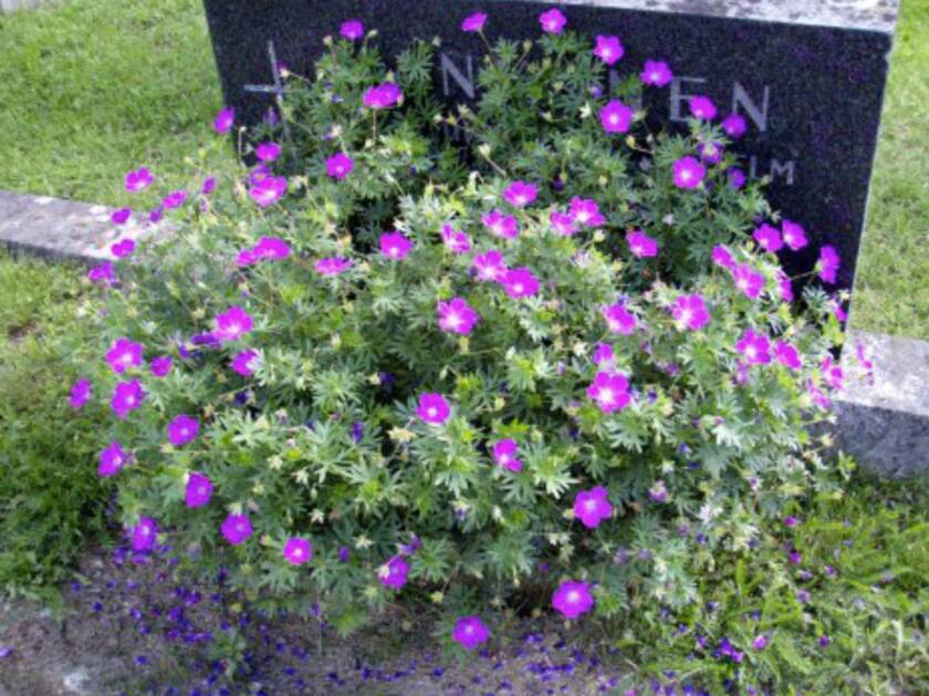 Kurjenpolvi.