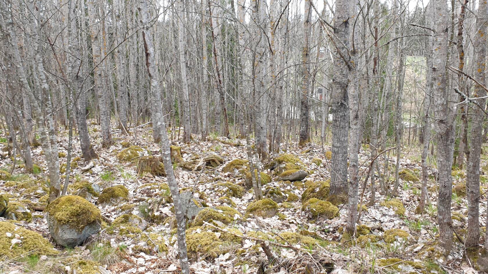 Kuva metsästä