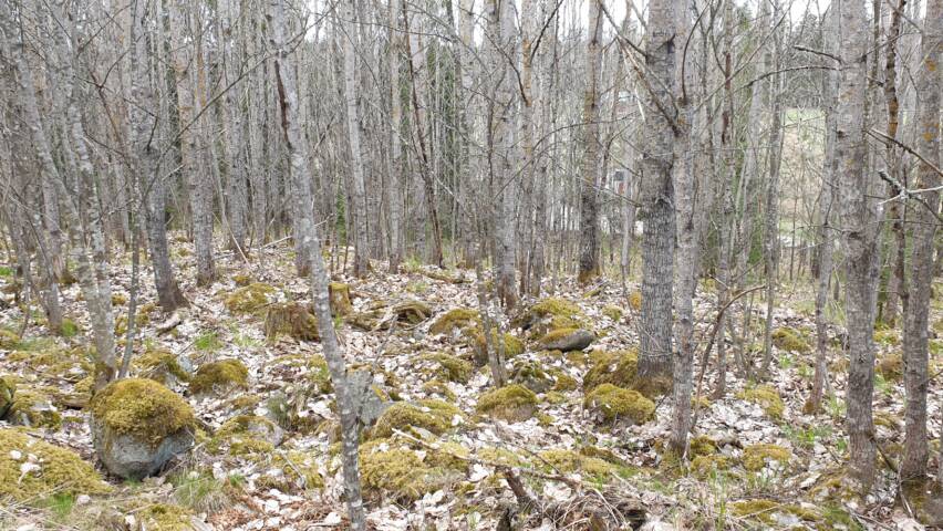 Kuva metsästä
