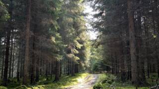 Kuva metsäpolusta