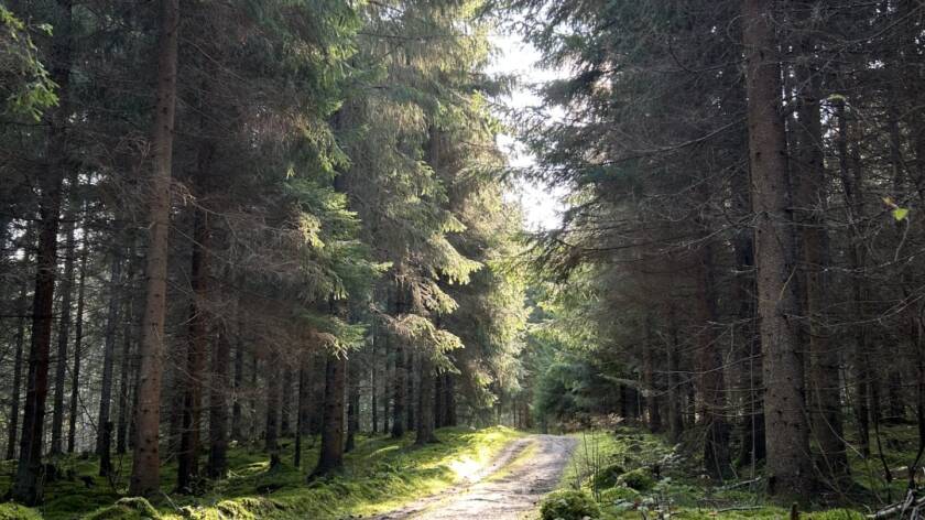 Kuva metsäpolusta