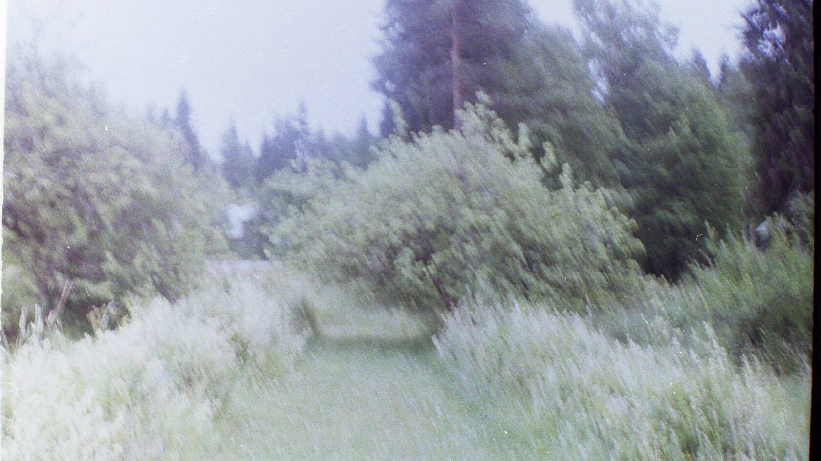 Kuva puutarhasta