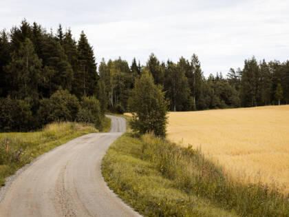 Mutkainen hiekkatie viljapellon vieressä.