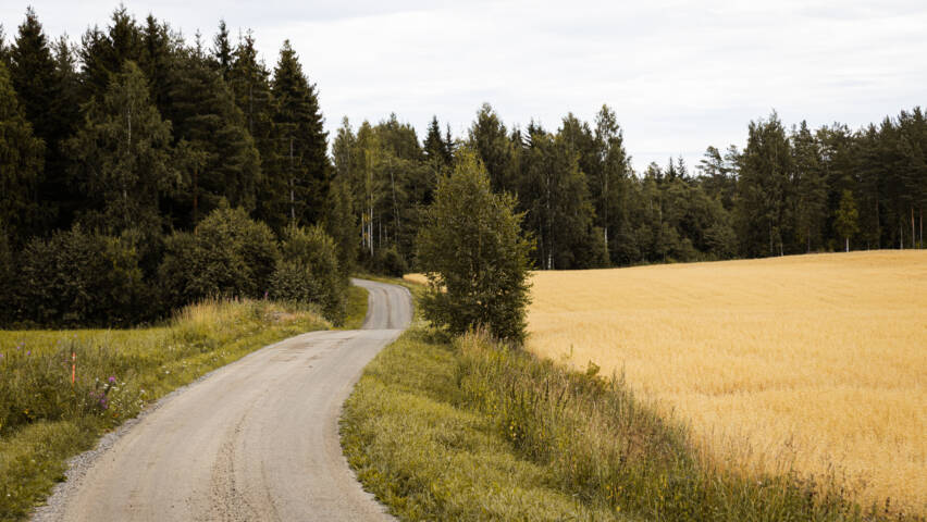 Mutkainen hiekkatie viljapellon vieressä.